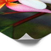 Hawaiianische Plumeria Poster (Ecke)