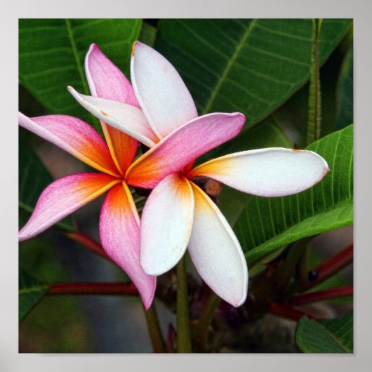 Hawaiianische Plumeria Poster (Vorne)