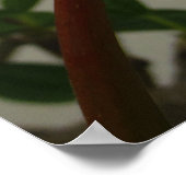 Hawaiianische Plumeria Poster (Ecke)