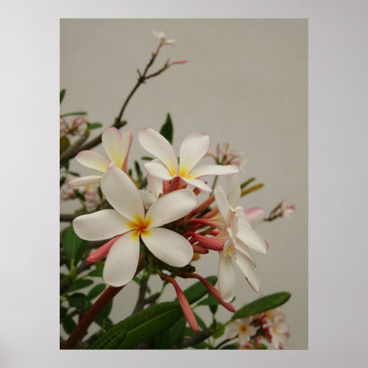 Hawaiianische Plumeria Poster (Vorne)