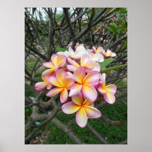 Hawaiianische Plumeria Poster (Vorne)