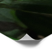 Hawaiianische Plumeria Poster (Ecke)