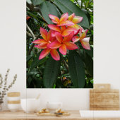 Hawaiianische Plumeria Poster (Küche)