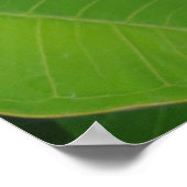 Hawaiianische Plumeria Poster (Ecke)