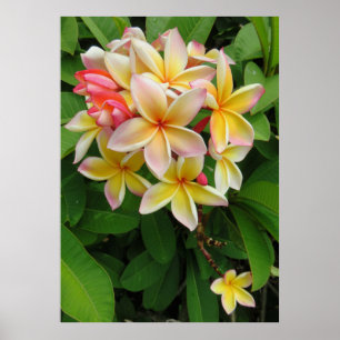 Hawaiianische Plumeria Poster