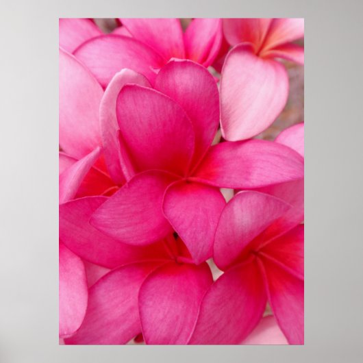 Hawaiianische Plumeria Poster (Vorne)