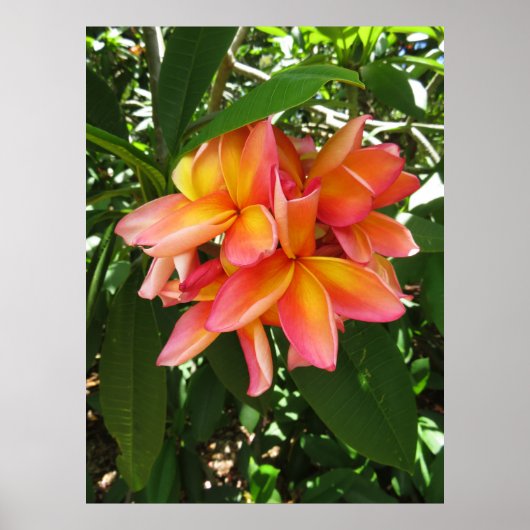 Hawaiianische Plumeria Poster (Vorne)