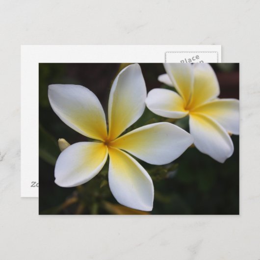 Hawaiianische Postkarte (Vorne/Hinten)