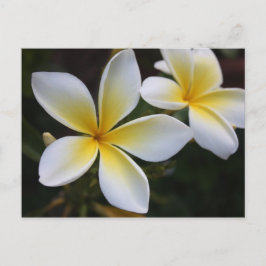 Hawaiianische Postkarte