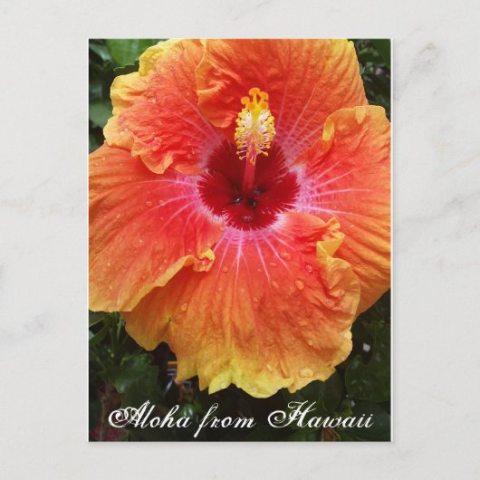 hawaiianische Postkarte, Hawaii, Aloha, Hibiskus, Postkarte (Vorderseite)