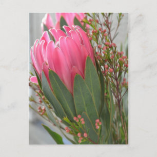 Hawaiianische Protea-Blume Postkarte