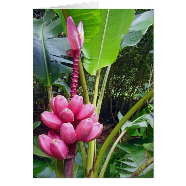Hawaiianische rosa Bananen (Vorne)