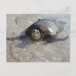 Hawaiianische Schildkröte am Strand von Hal Postkarte