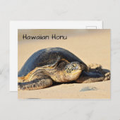 Hawaiianische Schildkröte Postkarte (Vorne/Hinten)