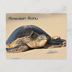 Hawaiianische Schildkröte Postkarte