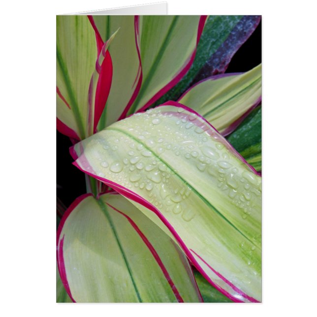 Hawaiianische Ti-Pflanze (Vorne)