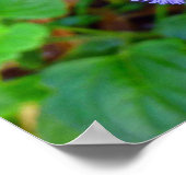 Hawaiianische Wilde Blume Poster (Ecke)