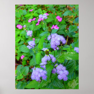 Hawaiianische Wilde Blume Poster