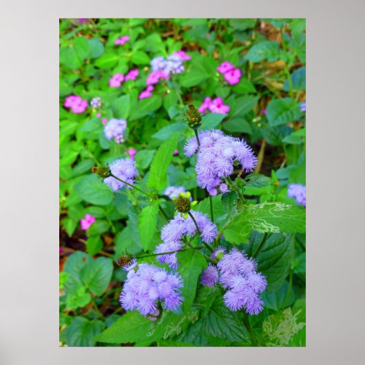 Hawaiianische Wilde Blume Poster (Vorne)
