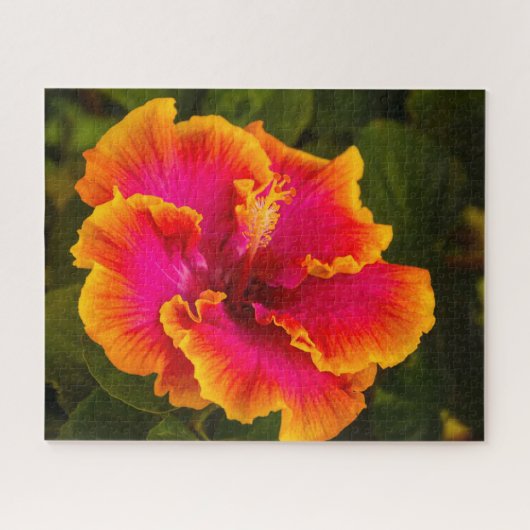 Hawaiianischer Fuchsia und Orange-Hibiskus aus Kau Puzzle (Horizontal)