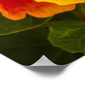 Hawaiianischer Fuchsien und Orangefarbener Hibisku Poster (Ecke)