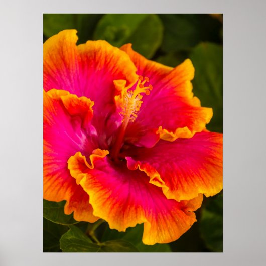Hawaiianischer Fuchsien und Orangefarbener Hibisku Poster (Vorne)