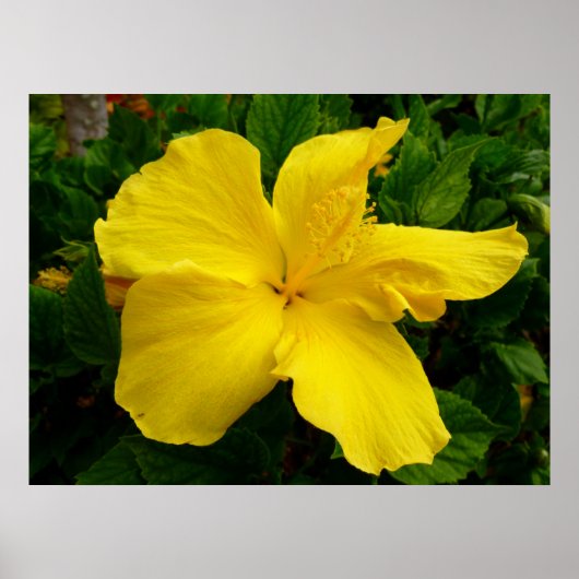 Hawaiianischer Hibiskus Poster (Vorne)