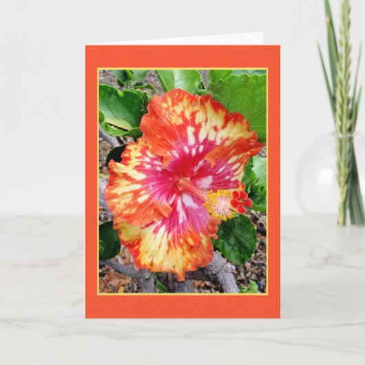 Hawaiianischer Hybrid-Hibiskus Karte (Vorderseite)
