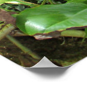 Hawaiianischer Jungle Poster (Ecke)