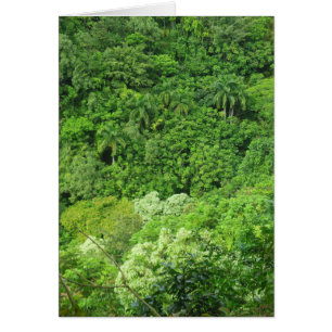 Hawaiianischer Regenwald