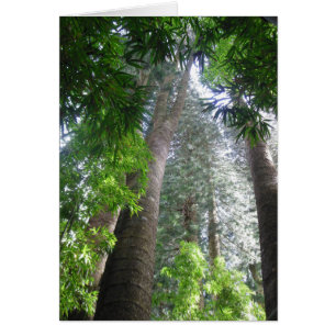 Hawaiianischer Regenwald