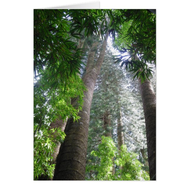 Hawaiianischer Regenwald (Vorne)