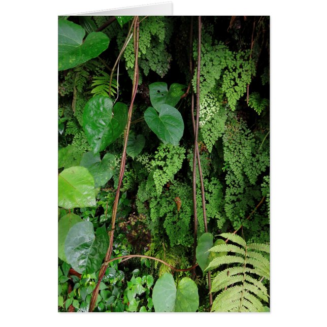 Hawaiianischer Regenwald (Vorne)