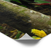 Hawaiianischer Regenwald Poster (Ecke)