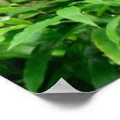 Hawaiianischer Regenwald Poster (Ecke)