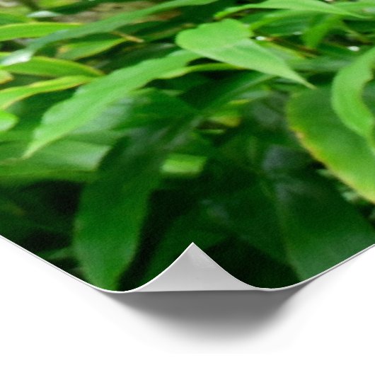 Hawaiianischer Regenwald Poster (Ecke)