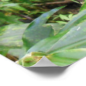 Hawaiianischer Regenwald Poster (Ecke)