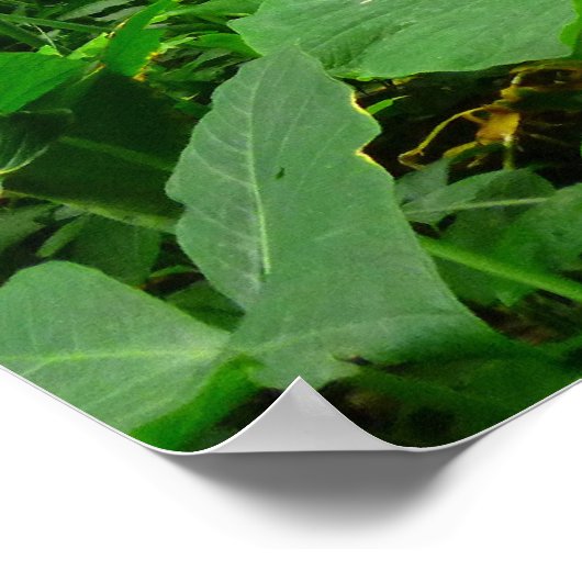 Hawaiianischer Regenwald Poster (Ecke)