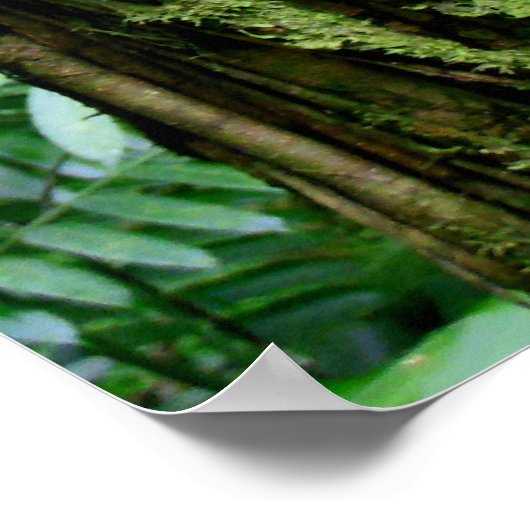 Hawaiianischer Regenwald Poster (Ecke)
