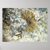 Hawaiianischer Urchin Poster (Vorne)