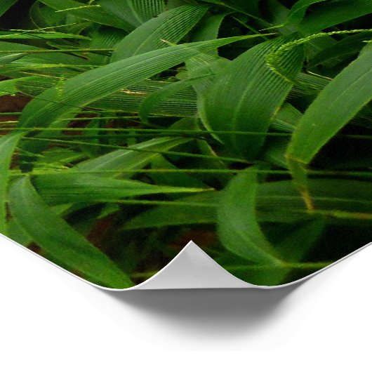 Hawaiianischer Wanderweg Poster (Ecke)