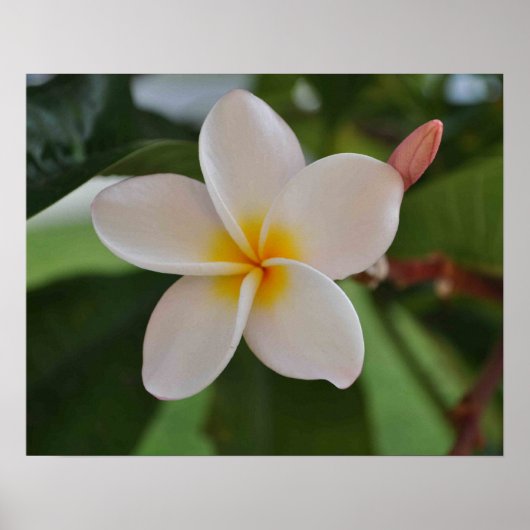 Hawaiianisches Blumenposter Poster (Vorne)