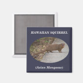 Hawaiianisches Eichhörnchen (Asiatische Mongolei) Magnet (Vorderseite/Rückseite)