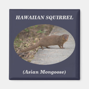Hawaiianisches Eichhörnchen (Asiatische Mongolei) Magnet