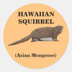 Hawaiianisches Eichhörnchen (Asiatische Mongolenha Runder Aufkleber