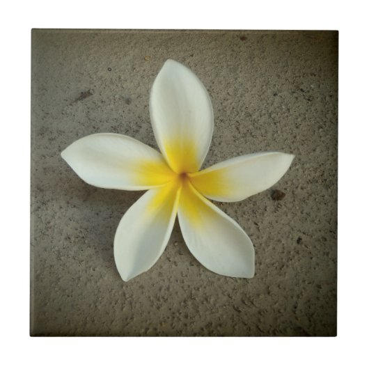 Hawaiische dekorative Fliese der Plumeria-Blume (Vorderseite)