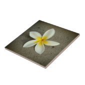 Hawaiische dekorative Fliese der Plumeria-Blume (Seite)