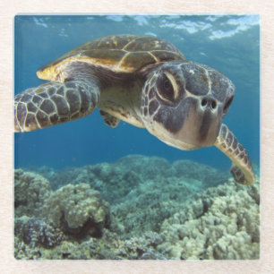 Hawaiische grüne Meeresschildkröte Glasuntersetzer