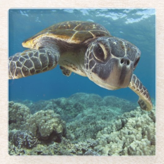 Hawaiische grüne Meeresschildkröte Glasuntersetzer (Vorderseite)
