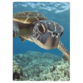 Hawaiische grüne Meeresschildkröte Klemmbrett (Rückseite)